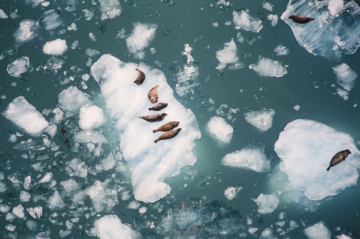 Отдых тюленей на айсбергах, вид с воздуха.