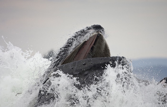 Горбатый кит в момент охоты на сельдь.