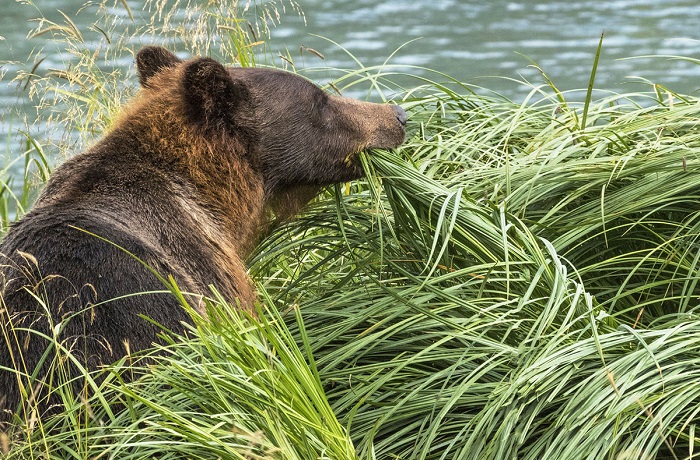 Бурый медведь решил изменить своим предпочтениям, вместо лосося его трапеза – трава.