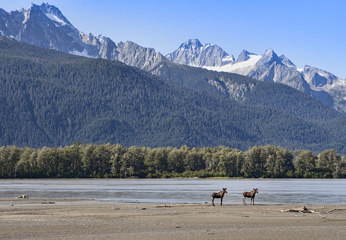 Берег реки Чилкат и два молодых лося.