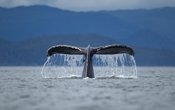 Летние прогулки горбатого кита.