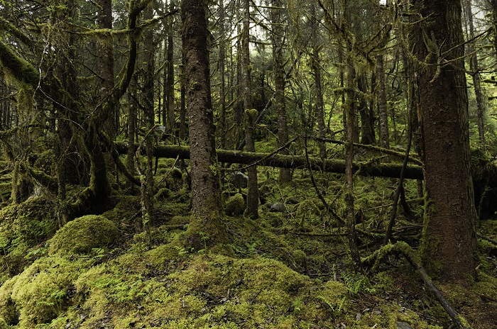 Тропический лес окутанный  мхом и сыростью. 