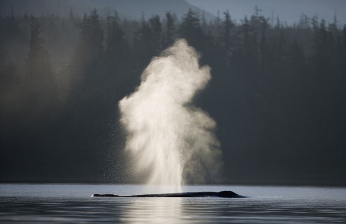 Мощные брызги при всплывании горбатого кита.