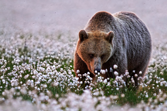 Медведь и цветы хлопка ранним утром.