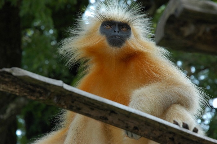 Лангур относится к группе листовых обезьян, основу диеты которых составляют листья.