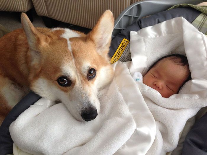 Пёс знакомится с новорождённым ребёнком.