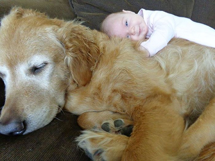 Взаимоотношения между ребёнком и собакой.