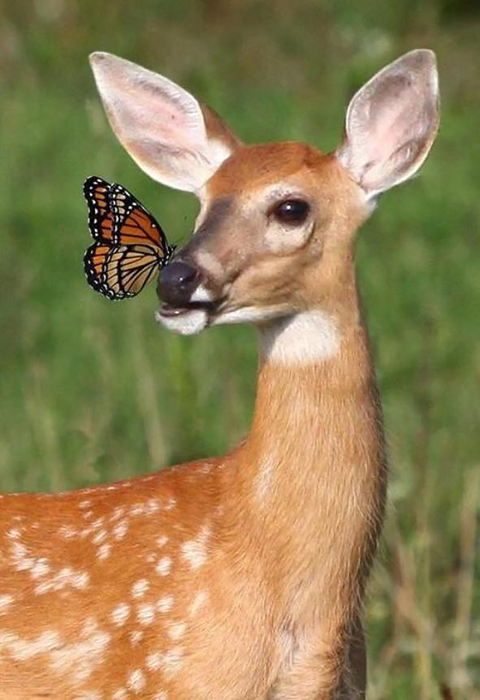 Знакомство оленёнка с бабочкой.