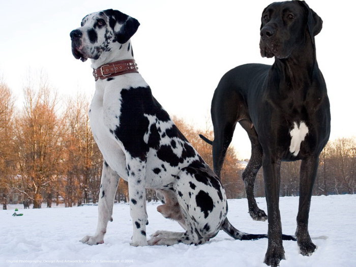 Немецкие доги очень большие по размеру собаки с нежным и терпеливым характером.