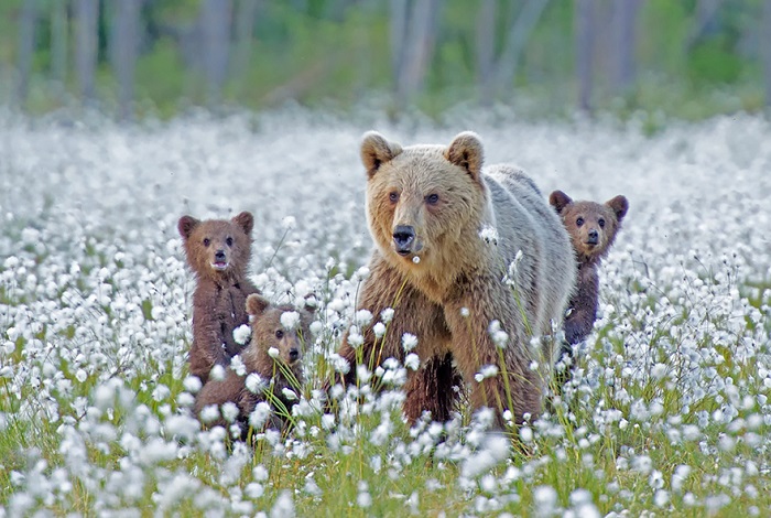Медведицы с медвежатами.
