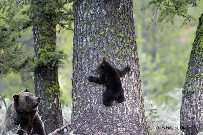 Под чутким руководством мамы медведь учится лазить по деревьям. 