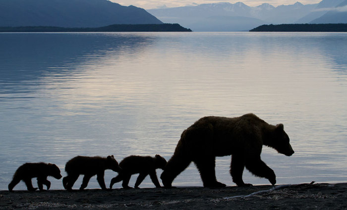Мама медведица и четыре медвежонка в поисках ночлега. 