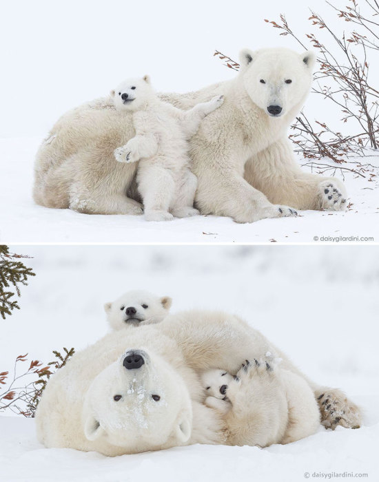 Медвежья семья резвится на белоснежном покрывале.