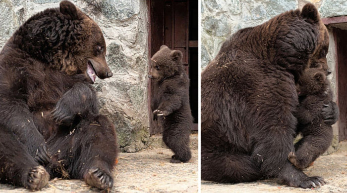 Медвежонок прощен мамой и с него снято наказание.