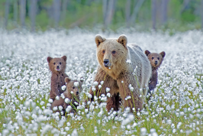 Мама медведица проводит обучающий урок для своих детей.