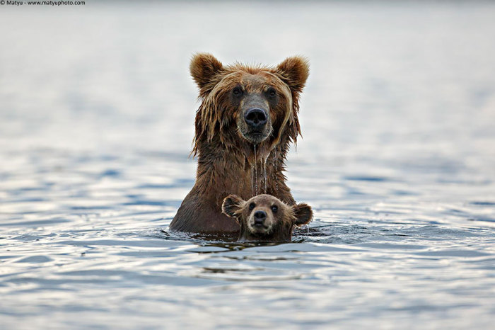 Косолапые медведи рано утром купаются на речке.
