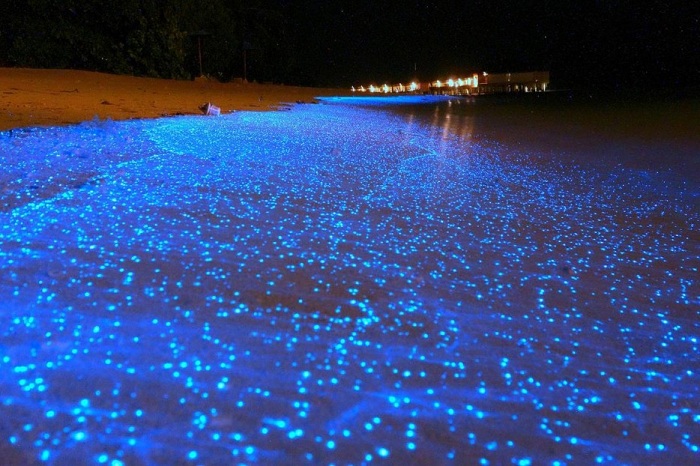 Светящийся биолюминесцентный фитопланктон.
