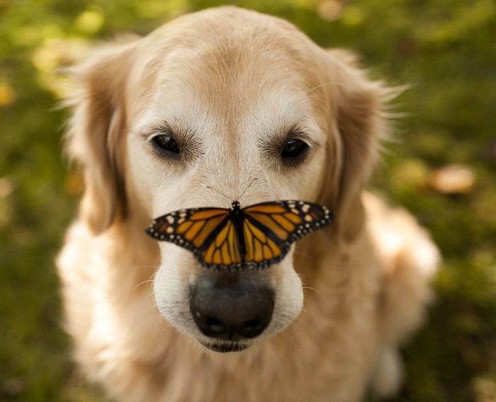 Золотистый ретривер с бабочкой на носу.