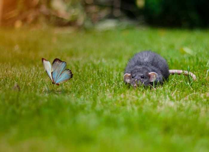 Крыса охотится за бабочкой.