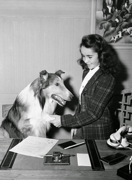 На съёмках «Лесси возвращается домой», 1943 год.