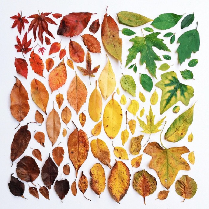 Невероятные краски, в которые осень окрашивает деревья и травы, содержат в себе множество оттенков, придающих осени ее своеобразный шарм.