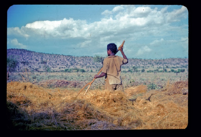 Молодой парень с помощью палки-рогатки собирает сено для крупно-рогатого скота.