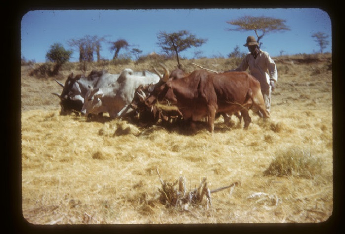 Мужчина-погонщик ведет стадо буйволов на пастбище.