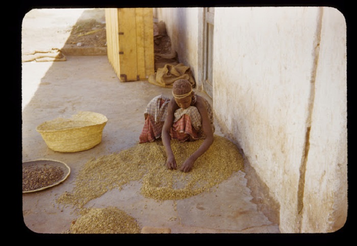Девушка из племени хамер занята разборкой круп.