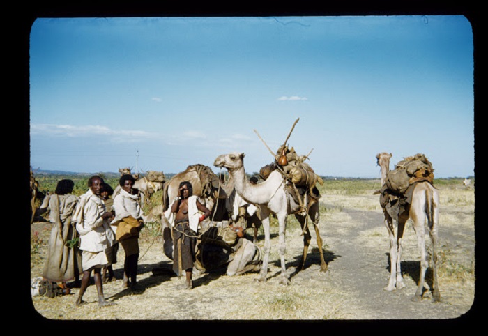 Один из многочисленных способов перемещения народов Африки -это верблюды, ослы, лошади.