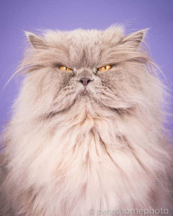 Персидский кот по своей натуре не улыбчив, а в жизни и подавно не заставишь.