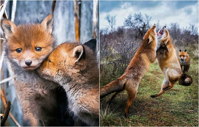 Увлекательные снимки диких лис.