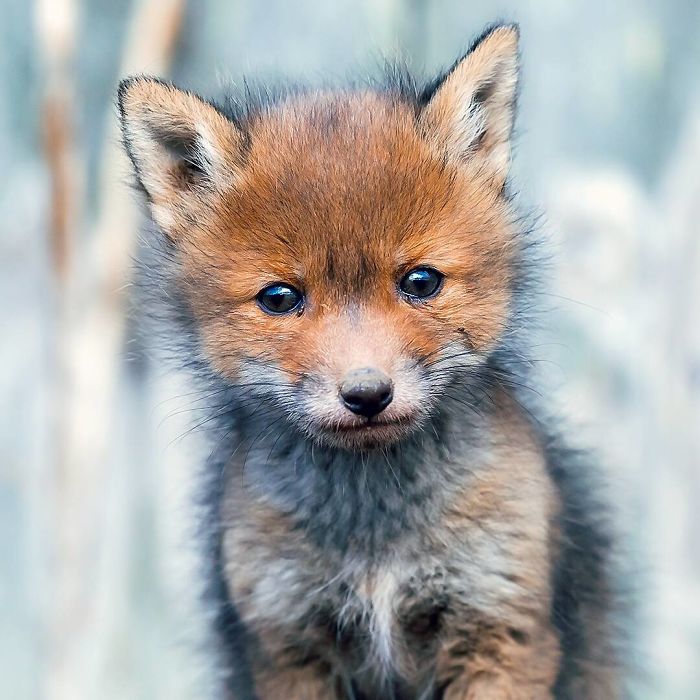 Увлекательный портрет детеныша лис от талантливого 20-летнего фотографа дикой природы.
