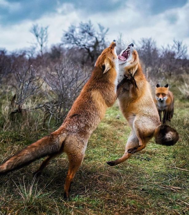 Красивый снимок лис в борьбе за самку.