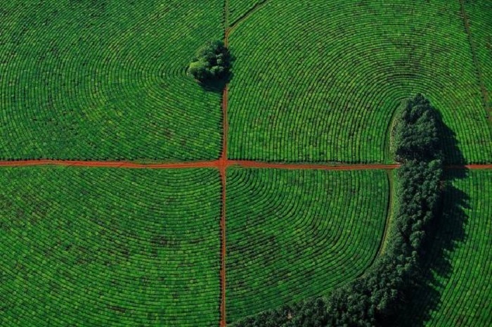 Плавно изогнутые ряды чайной плантации в провинции Корриентес, Аргентина.