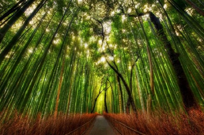 Таинственный бамбуковый лес.