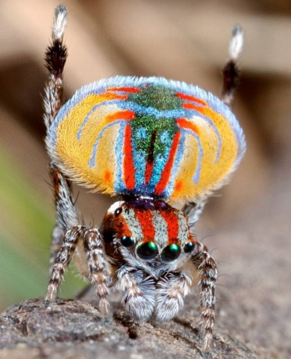 Один из самых красивых пауков на планете.