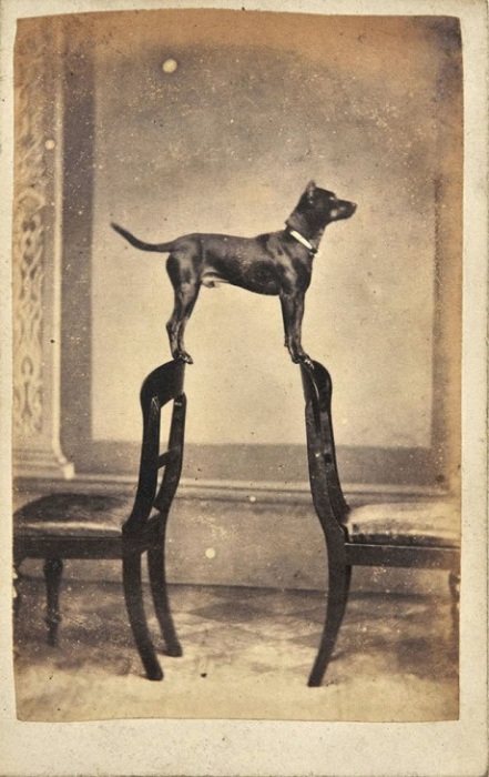 Одна из первых фотографий собак, 1860 год.