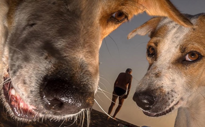 Бродячие и домашние собаки в объективе британского уличного фотографа Дуги Уоллеса.