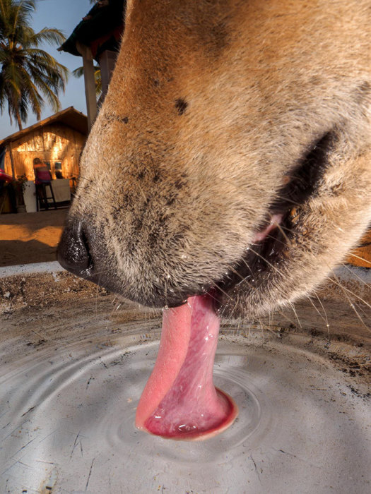 Фотограф Дуги Уоллес (Dougie Wallace) создал серию снимков «Собаки Гоа», посвященных бродячим псам.