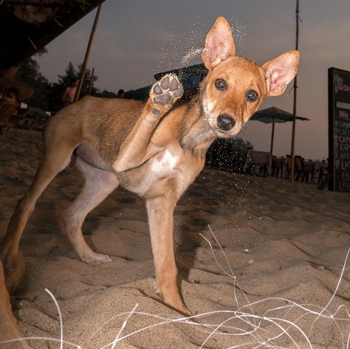 Худые и бездомные, но совершенно свободные, собаки на пляжах Гоа ежедневно сражаются за выживание.