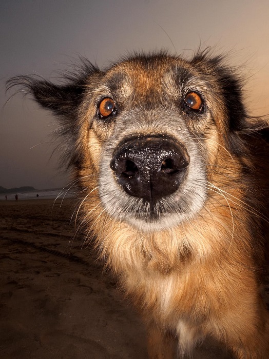 Ежедневно бродячие собаки стараются выжить на пляжах Гоа, питаясь отбросами или подачками от туристов.