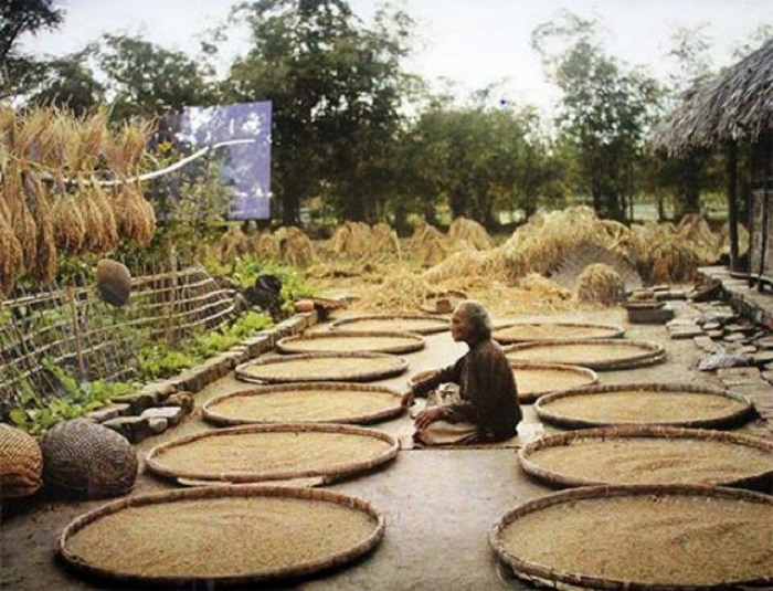 Фермер следит за просушиванием риса. Вьетнам, пригород Ханоя, 1910-е годы.