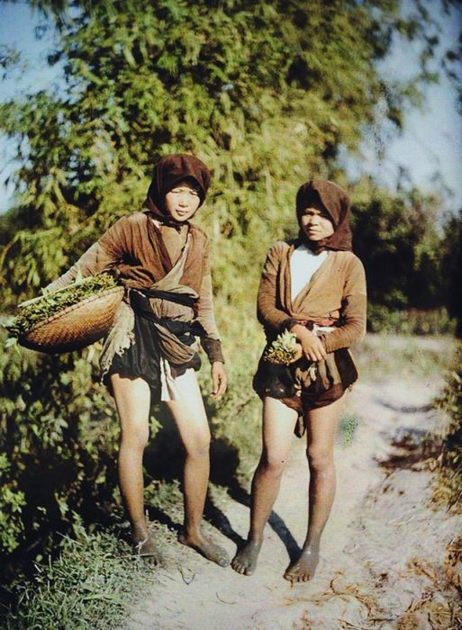 Сбор урожая шпината. Вьетнам, Ханоя, 1910-е годы.