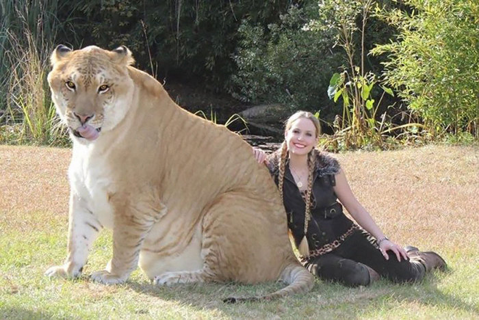 Гибрид между львом-самцом и тигрицей-самкой.