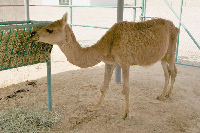Результат скрещивания самца одногорбого верблюда с самкой ламы путём искусственного оплодотворения.