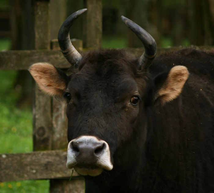 Гибрид домашней коровы и самца европейского зубра.