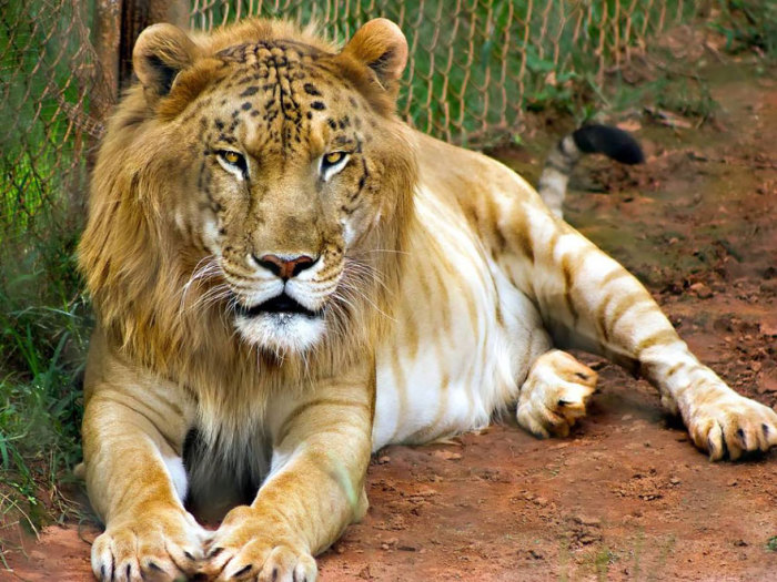 Гибрид тигра-самца и львицы-самки.
