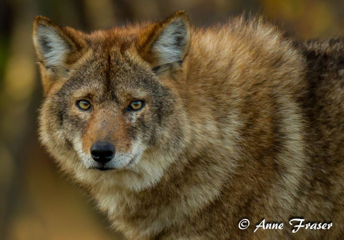 Устойчивый природный гибрид койота и любого из других североамериканских видов волков - серый волк, рыжий волк или восточный волк. Встречается на Северо-востоке США и Юго-Восточной Канаде. Внешне схож с крупным койотом или с рыжим волком.