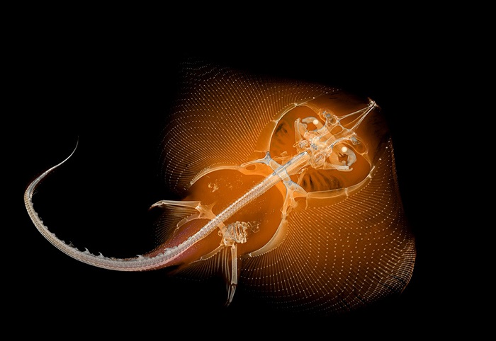 Рентгенографический снимок морской лисицы.