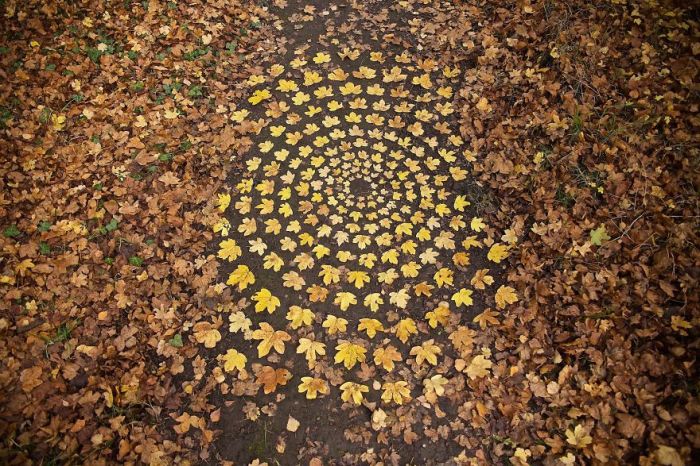 Осенний узор из опавших кленовых листьев, выложенный на земле.